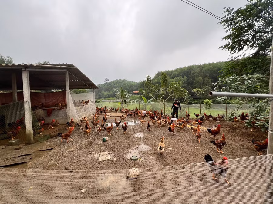 Mô hình chăn nuôi gà theo hướng an toàn sinh học tại huyện Phú Bình. Mô hình chăn nuôi gà theo hướng an toàn sinh học tại huyện Phú Bình.