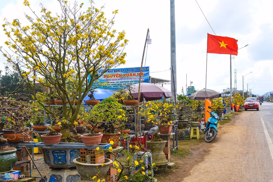 Vu mai Tet e chua tung co, hang nghin goc chong cho giua dong hinh anh 9