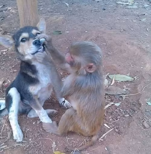 Nha sĩ tận tâm.