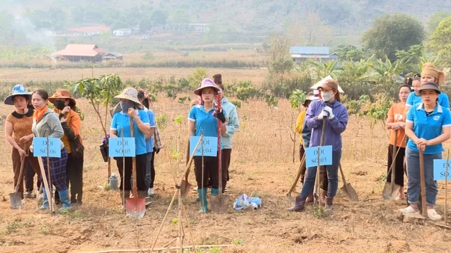 Các chi hội phụ nữ tham gia Hội thi đào hố trồng cây mắc ca.
