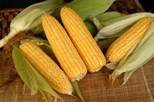 Hầu hết con người tiếp xúc với aflatoxin qua các loại hạt, ngũ cốc và các sản phẩm có nguồn gốc từ chúng.