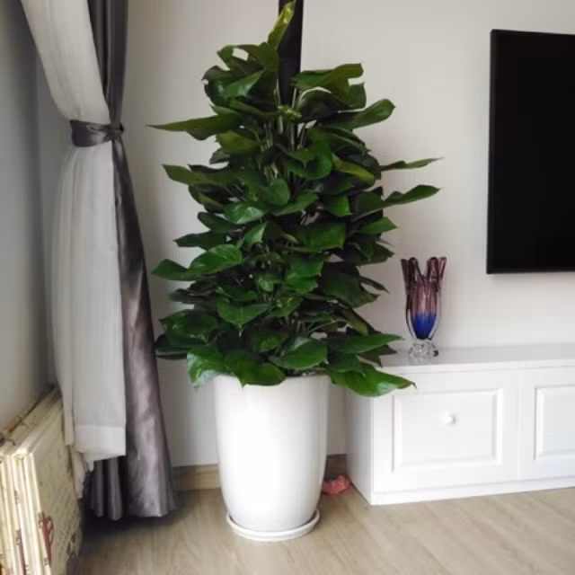Bên cạnh đó, trầu bà đế vương còn hút bức xạ ở các thiết bị điện tử như: Máy tính, điện thoại, wifi, tivi, tủ lạnh, lò vi sóng… Ngoài ra trang trí không gian của gia đình bằng màu xanh của lá sẽ giúp tinh thần thoải mái và dễ chịu.