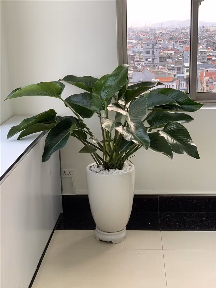 Nếu anh chồng của các chị em không bỏ được thói hút thuốc lá thì hãy đặt một cây trầu bà đế vương với tác dụng lọc các khí độc ở dạng hơi như chất gây ung thư formaldehydes, khói thuốc và nhiều chất hóa học dễ bay hơi khác. Có thể đặt cây ở phòng khách, hành lang hay thậm chí là cả phòng ngủ, những nơi tập trung nhiều khói thuốc.