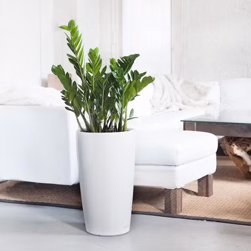 Cây Kim Tiền lớn có thể đặt trong phòng khách cạnh ghế sofa vì trong phong thủy nó được cho là có thể hút tài lộc về cho gia chủ. Vì vậy, các chị em nên cân nhắc đặt nó làm cây nội thất. Tuy nhiên, cây Kim Tiền lại khá nguy hiểm bởi thân và lá của nó có chứa độc tố. Bởi vậy, các chị em nên chú ý giữ xa tầm với của con trẻ.
