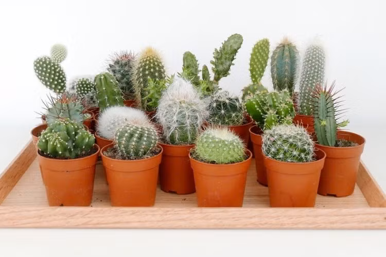 8 loại cây cảnh chống bức xạ điện từ cực tốt cho những ai thường xuyên dùng máy tính-1