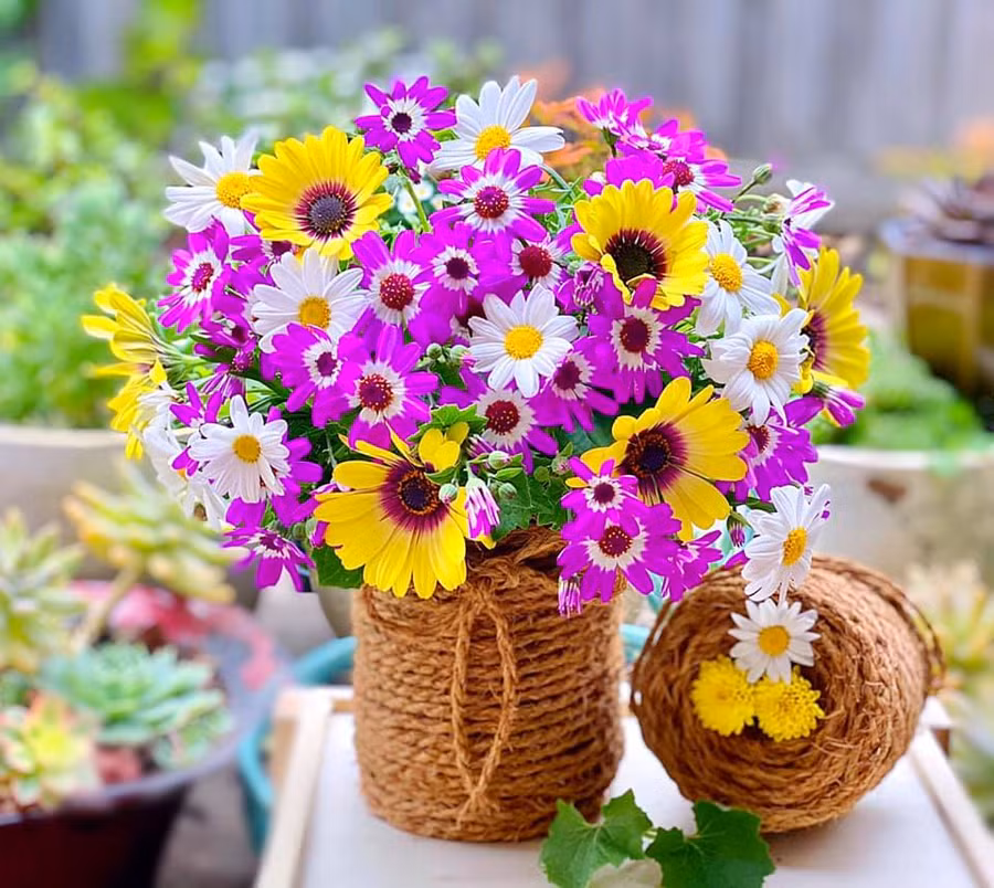 Những bình cúc rực rỡ sắc màu.