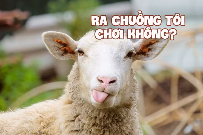 Chuỗi khách sạn hàng đầu thế giới công bố danh sách những yêu cầu quái gở nhất của khách thuê phòng, xem mà giận tím người! - Ảnh 3.