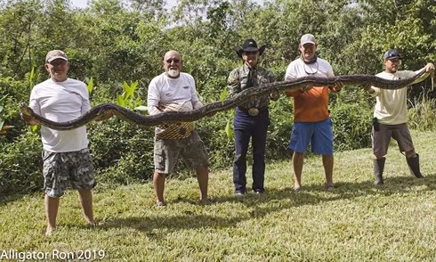 Trăn miến điện Florida Mỹ Trăn khủng Everglades.