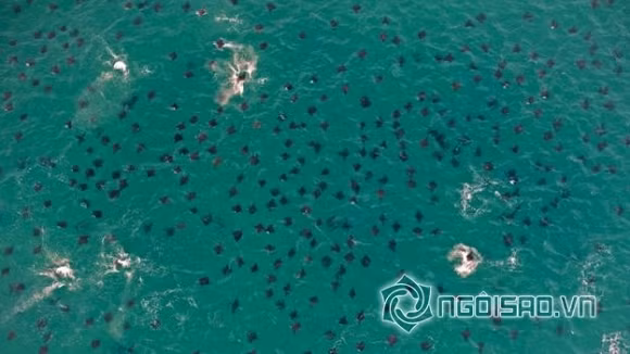 Kỳ lạ đàn cá đuối bay trên mặt biển như chim 0