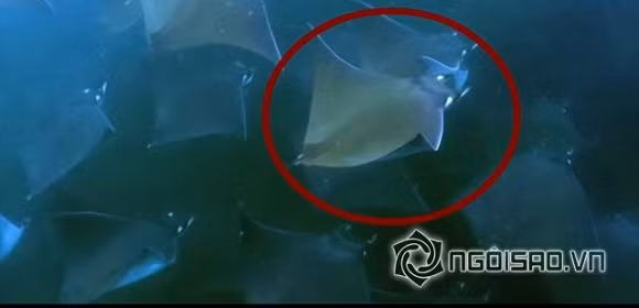 Kỳ lạ đàn cá đuối bay trên mặt biển như chim 6