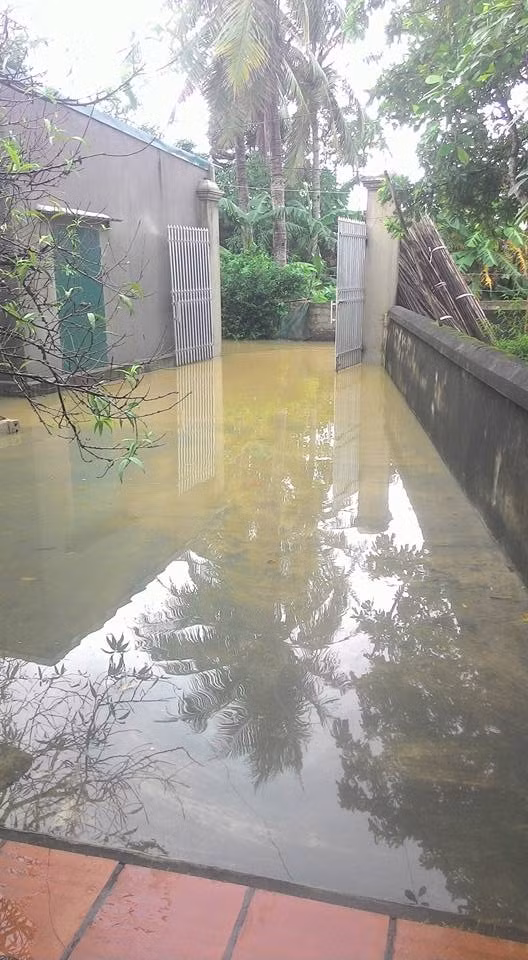 Thái Bình: 30.000 ha lúa mùa bị tàn phá do mưa lũ ảnh 8