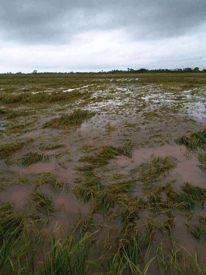 Thái Bình: 30.000 ha lúa mùa bị tàn phá do mưa lũ ảnh 7