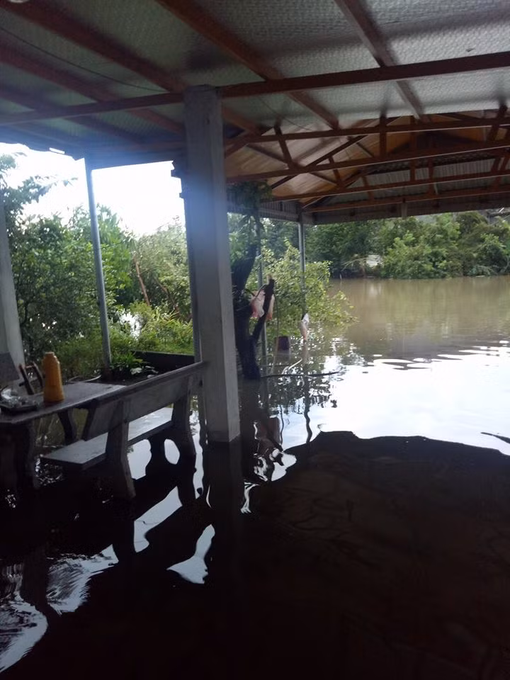 Thái Bình: 30.000 ha lúa mùa bị tàn phá do mưa lũ ảnh 5