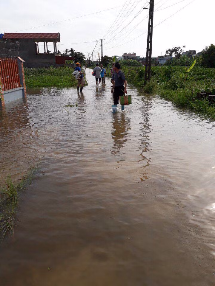 Thái Bình: 30.000 ha lúa mùa bị tàn phá do mưa lũ ảnh 9