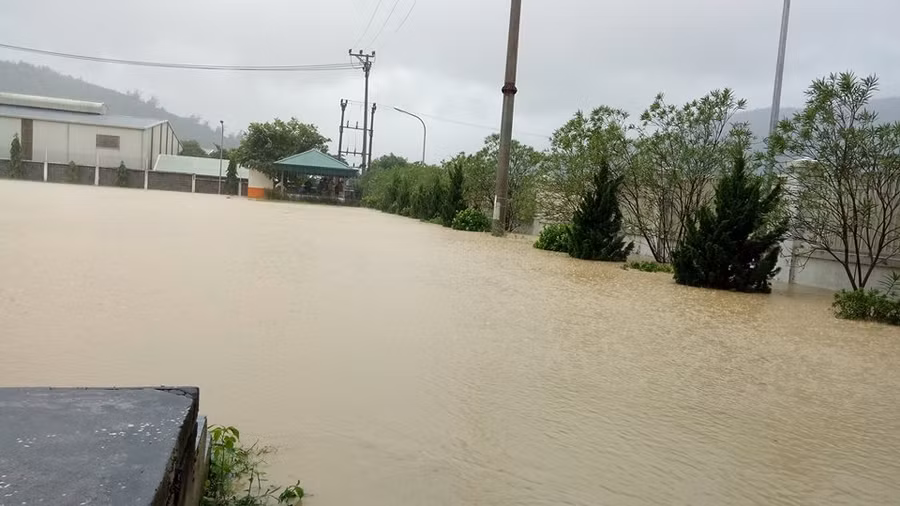 Thái Bình: 30.000 ha lúa mùa bị tàn phá do mưa lũ ảnh 1