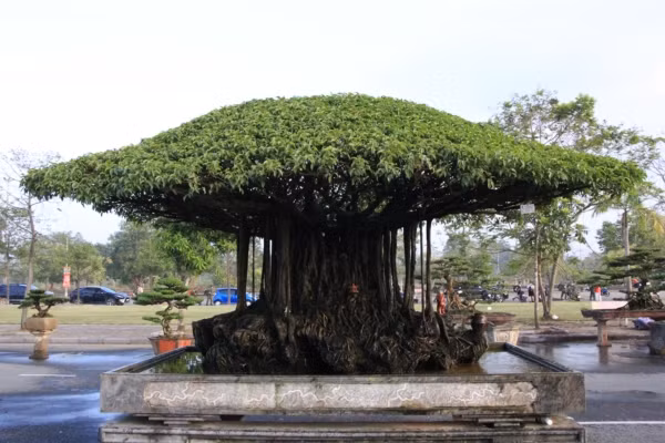 tuyet pham sanh co 
