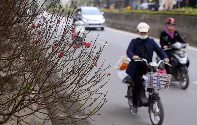 Con đường hoa đào nở đỏ rực ở Hà Nội báo hiệu Tết đã cận kề - Ảnh 15.