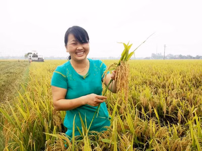 Người dân hồ hởi khi giống lúa Thiên ưu 8 cho lại năng suất cao.
