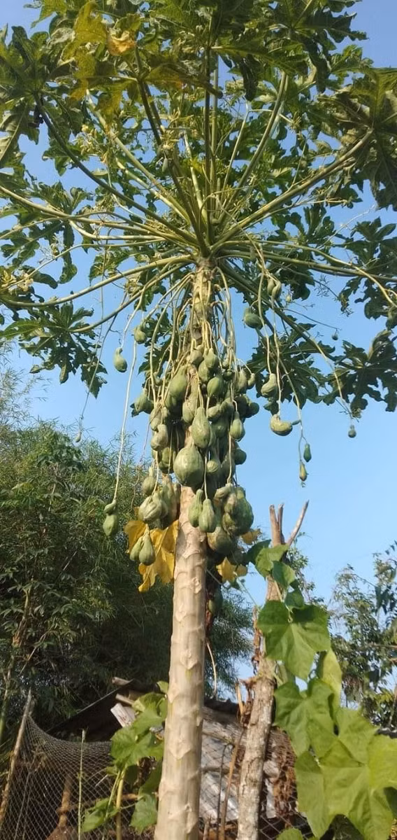 Đu đủ đột biến