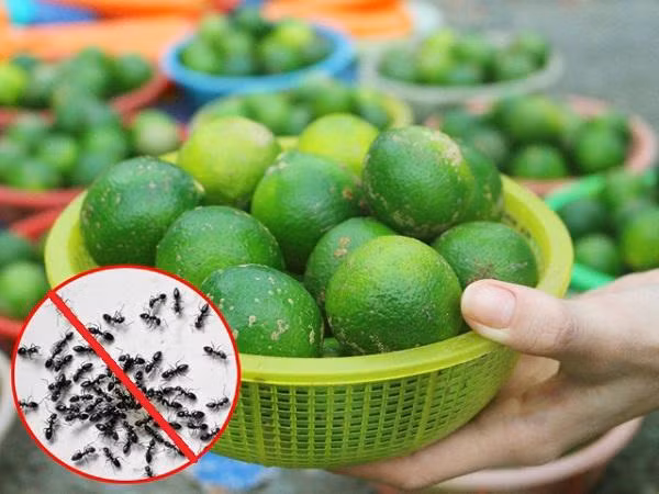 Kiến rất sợ mùi chanh