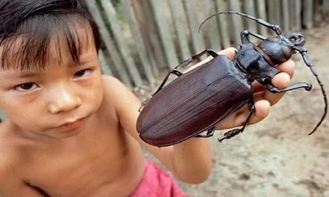 Những gã khổng lồ trong thế giới côn trùng ảnh 1