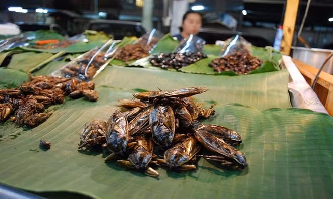 Những gã khổng lồ trong thế giới côn trùng ảnh 9