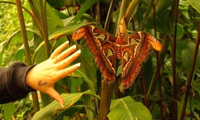 Những gã khổng lồ trong thế giới côn trùng ảnh 5