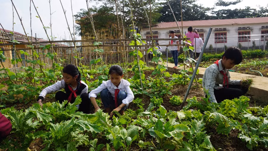HS Trường TH và THCS số 2 Cam Cọn chăm sóc vườn rau nội trú
