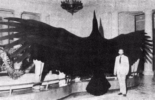 Đôi cánh khổng lồ giúp Argentavis Magnificens có thể bay lượng trên không. Ảnh Internet.