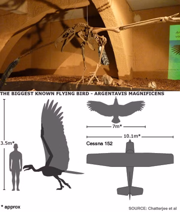 Có thể ví Argentavis Magnificens như chiếc máy bay thời tiền sử. Ảnh Internet.