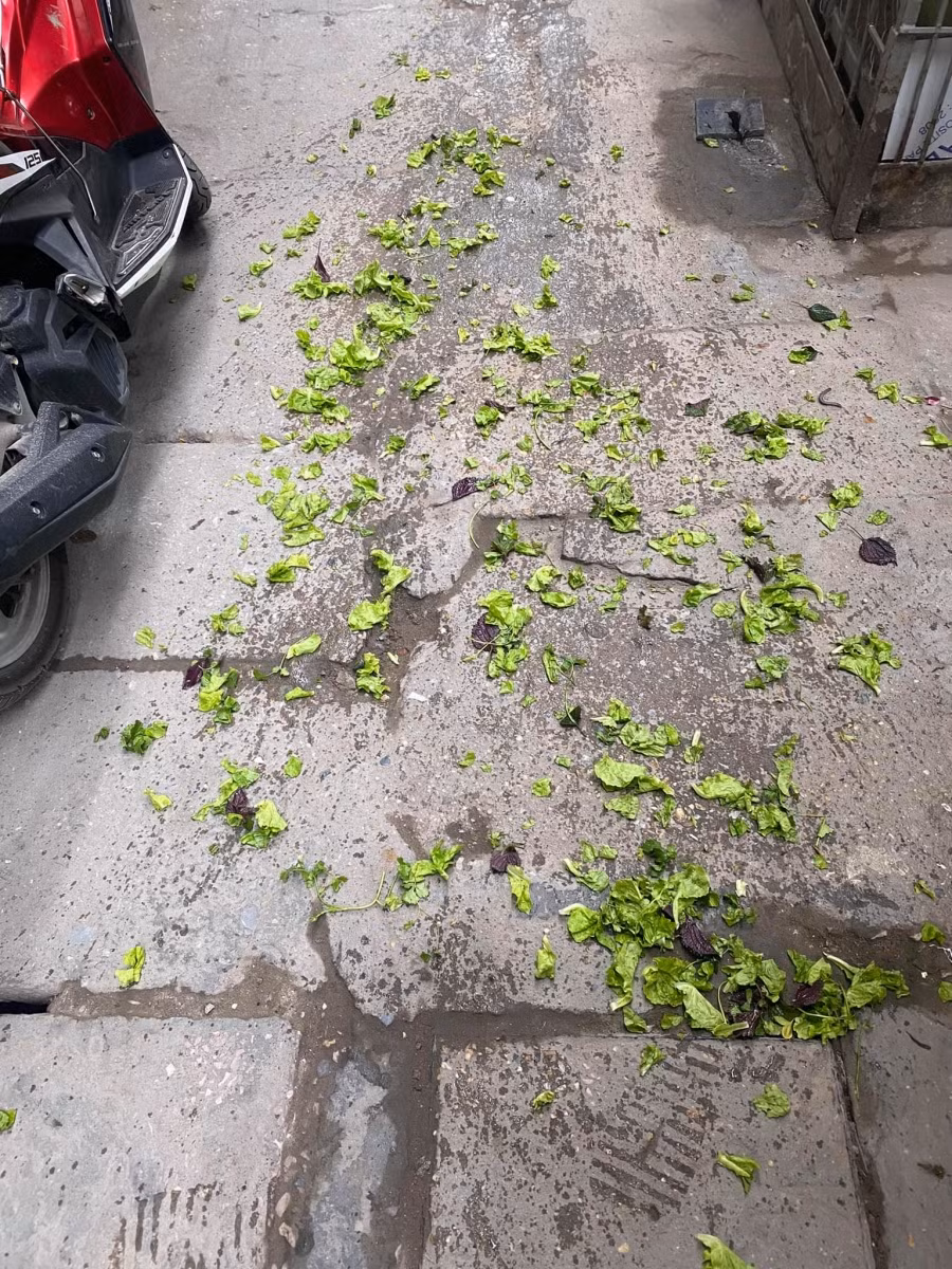 Cú vẩy rau sống thần thánh...