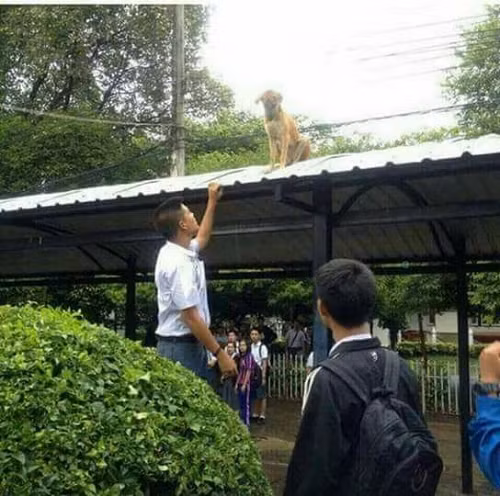 Khi cún cưng chán đời.