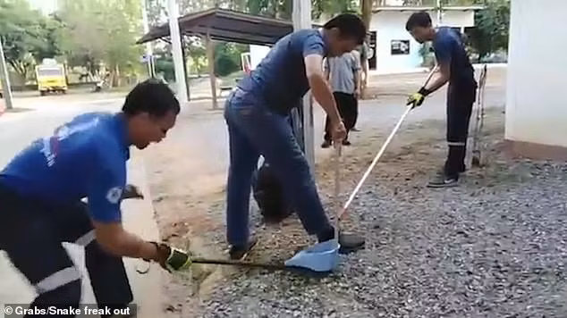 thanh nien “ti toe” khong so ran, dung tay bat va phan ung kinh so khi bi ran quan tay hinh anh 1