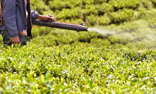 DDT từng được sử dụng tại nhiều nước, trong đó có Việt Nam. DDT từng được sử dụng tại nhiều nước, trong đó có Việt Nam. Ảnh:fmajor/istock.