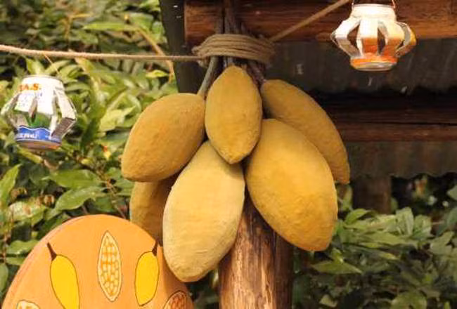 Cây lạ “nhìn đâu cũng thấy tiền”, chẳng cần chăm nhưng có thể “hốt bạc” quanh năm ảnh 8 cay la "nhin dau cung thay tien", chang can cham nhung co the "hot bac" quanh nam - 8