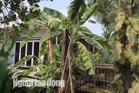tin tuc 24h: can canh nhieu nguoi dot nhap vao nha hoang noi tuan khi tung an nau - 17