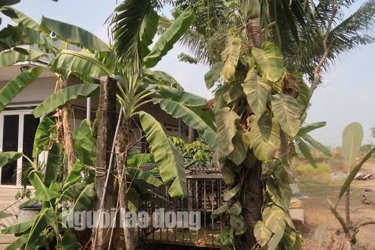 tin tuc 24h: can canh nhieu nguoi dot nhap vao nha hoang noi tuan khi tung an nau - 16