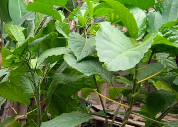 Tự chữa táo bón tại nhà, bé trai 4 tuổi nguy kịch Tự chữa táo bón tại nhà, bé trai 4 tuổi nguy kịch-2