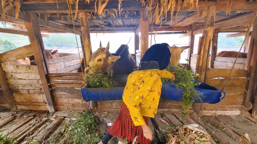 Mô hình chăn nuôi bò của hộ gia đình ông Vừ Xè Sính, thôn Lao Xa, xã Sủng Là, huyện Đồng Văn. Mô hình chăn nuôi bò của hộ gia đình ông Vừ Xè Sính, thôn Lao Xa, xã Sủng Là, huyện Đồng Văn.