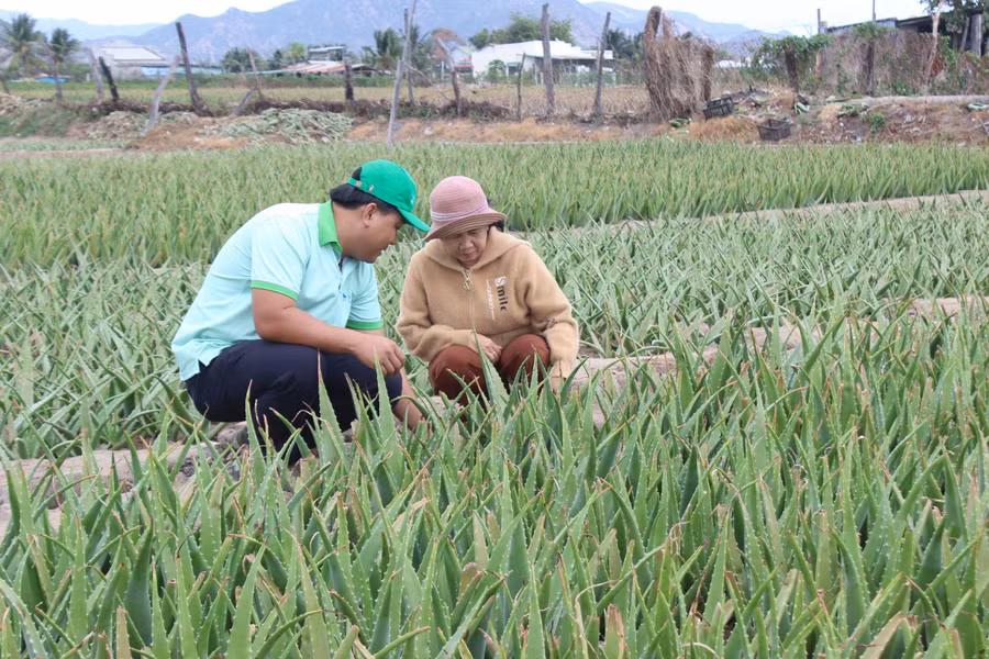Chi phí đầu tư ban đầu cho 1 sào nha đam (1.000m2) khoảng 10 triệu đồng. Ảnh:. N.Vy