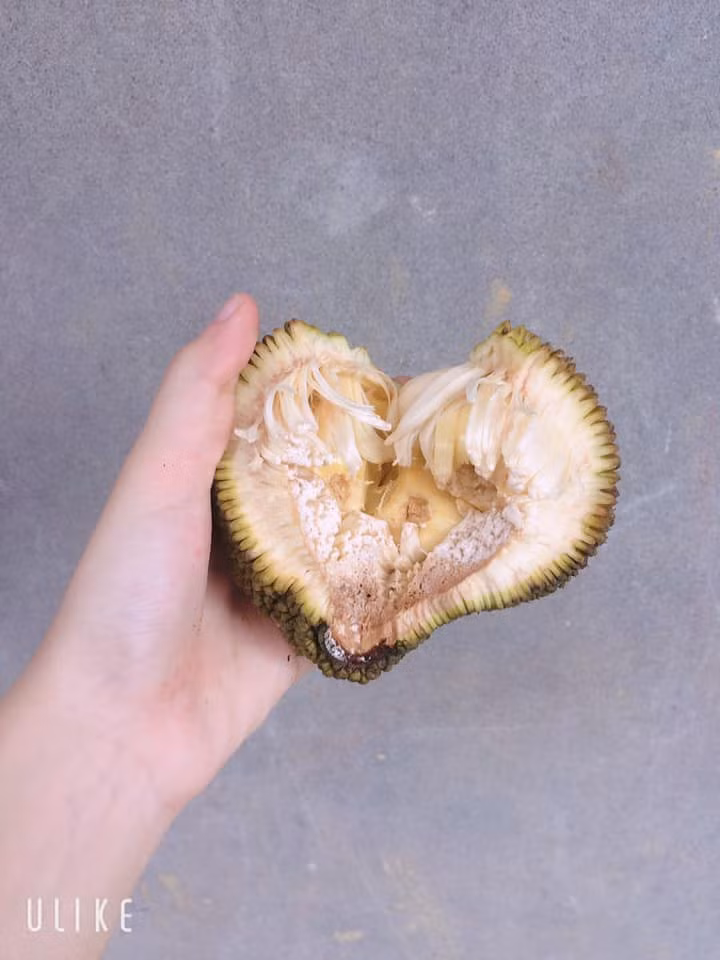 Than thở cây mít chỉ ra quả tí hon sau 4 năm chăm bẵm, ai ngờ bổ ra ai cũng xuýt xoa ảnh 7