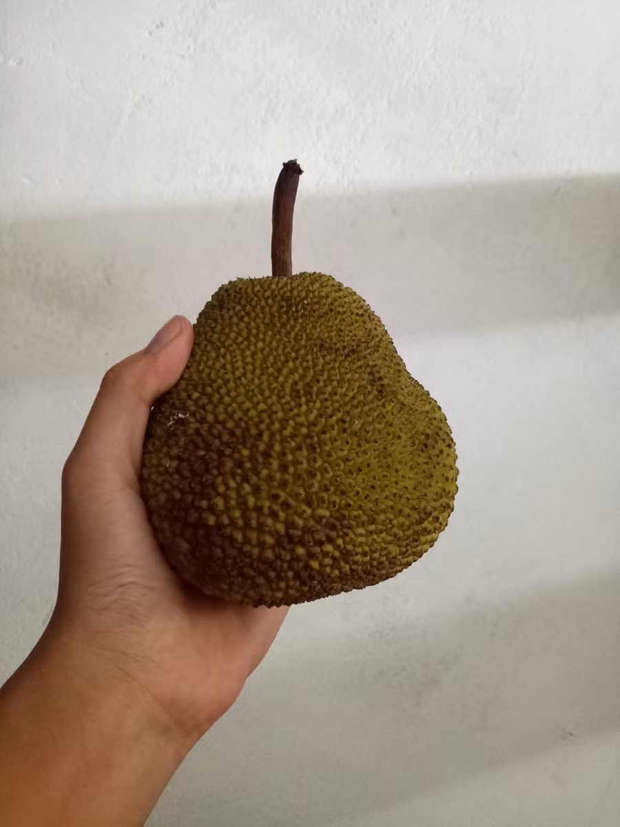 Than thở cây mít chỉ ra quả tí hon sau 4 năm chăm bẵm, ai ngờ bổ ra ai cũng xuýt xoa ảnh 6