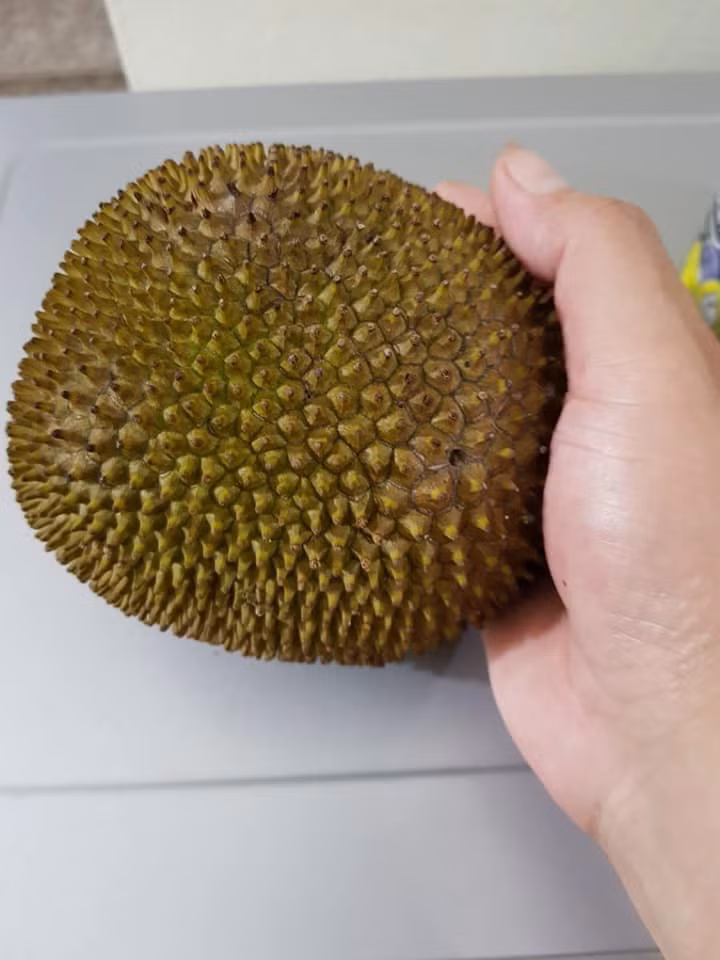 Than thở cây mít chỉ ra quả tí hon sau 4 năm chăm bẵm, ai ngờ bổ ra ai cũng xuýt xoa ảnh 3
