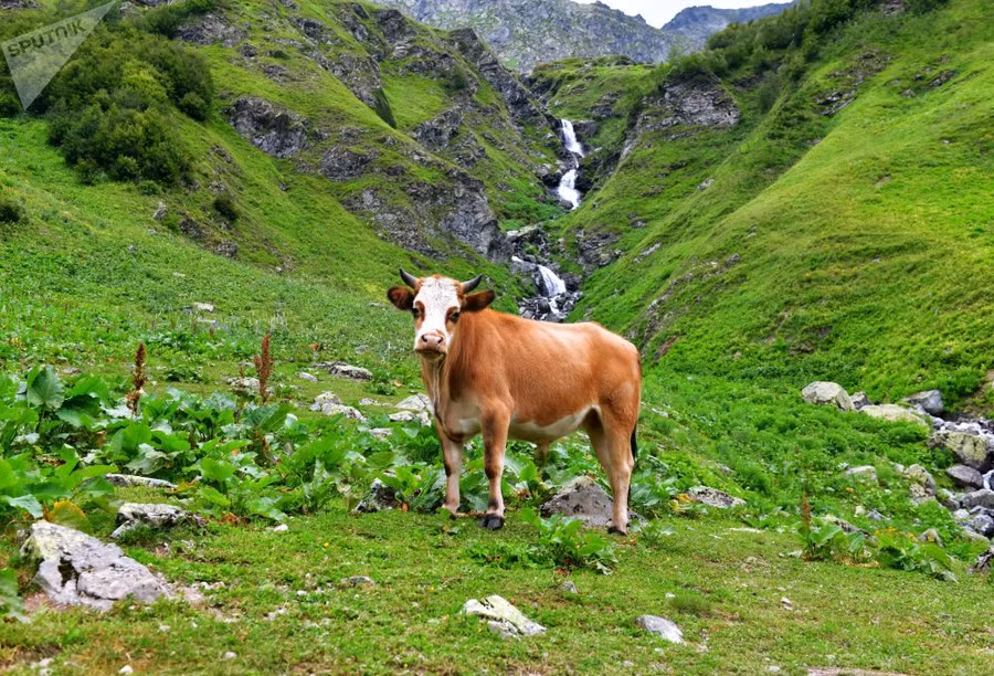Chiêm ngưỡng thiên nhiên kỳ vĩ trong Vườn quốc gia Rista ở Abkhazia Chiêm ngưỡng thiên nhiên kỳ vĩ trong Vườn quốc gia Rista ở Abkhazia