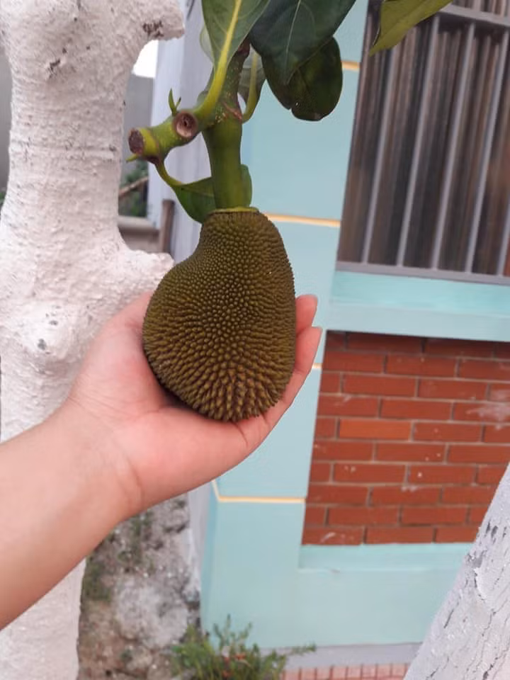 Than thở cây mít chỉ ra quả tí hon sau 4 năm chăm bẵm, ai ngờ bổ ra ai cũng xuýt xoa ảnh 2