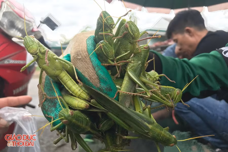Cào cào xanh là món hàng đặc biệt được săn đón nhất tại đây. Cào cào xanh là món hàng đặc biệt được săn đón nhất tại đây.