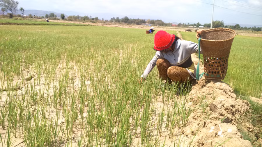 Gia Lai: Dân khát, cây trồng khô héo, thủy điện thiếu nước