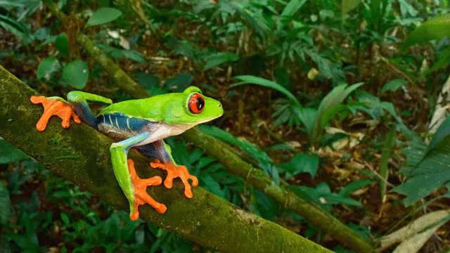 Sinh vật đã tuyệt chủng bất ngờ xuất hiện ở “thành phố của Thần Khỉ” tại Honduras - Ảnh 4.