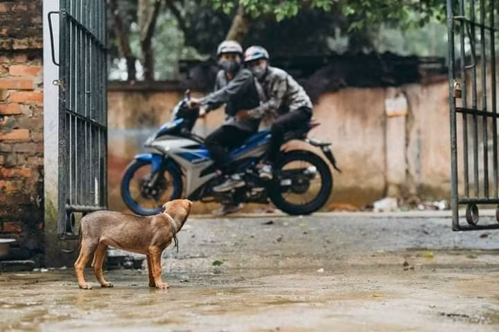 Bộ ảnh chân thực đến từng cảm xúc, 2 thanh niên tái hiện cảnh trộm chó và cái kết nhãn tiền Bộ ảnh chân thực đến từng cảm xúc, 2 thanh niên tái hiện cảnh trộm chó và cái kết nhãn tiền