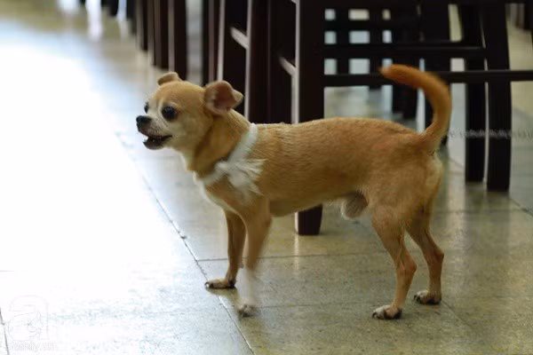 Rơi nước mắt với hình ảnh chú cún nhỏ buộc khăn tang trắng, quanh quẩn không rời bên linh cữu cố nghệ sĩ Lê Bình - Ảnh 3.